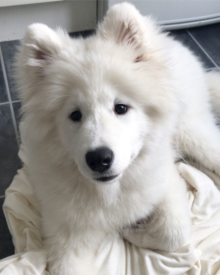 Эскимосский самоед