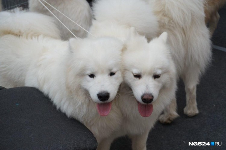 Помесь самоеда и овчарки