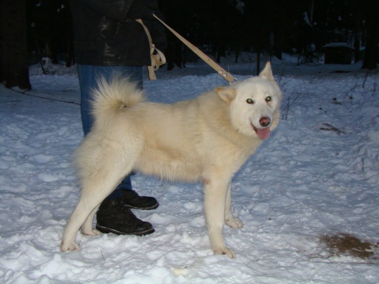 Лайка Воланд