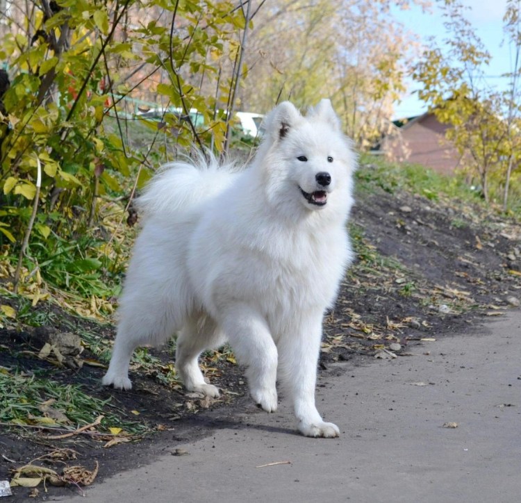Самоед и дворняги