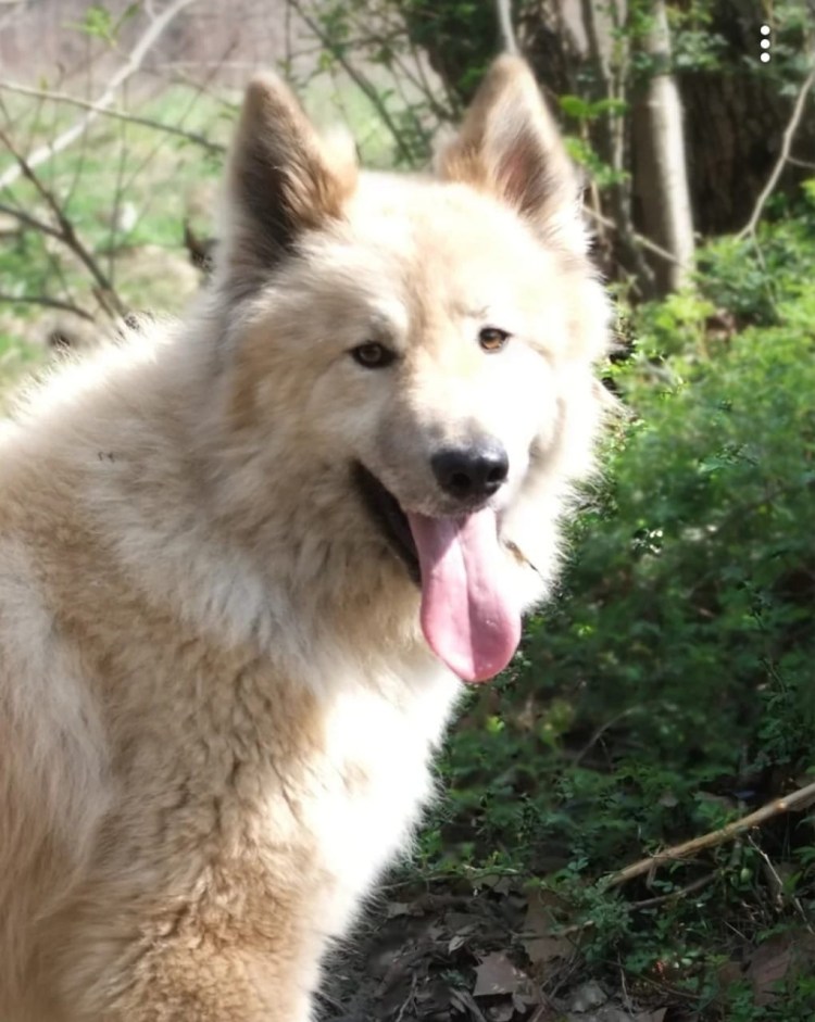 Самоедская собака метис