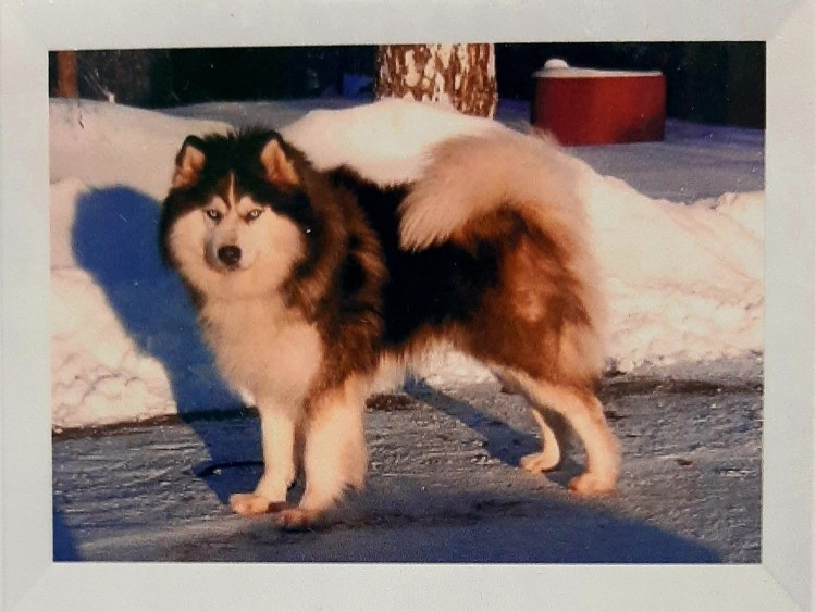 Метис хаски и самоеда