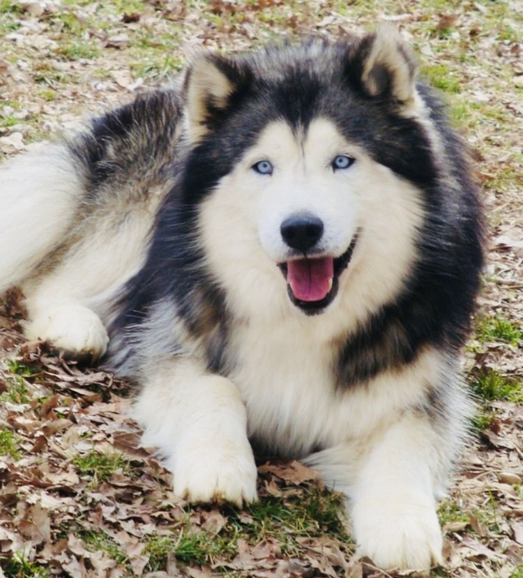 Лайка Аляскинский маламут