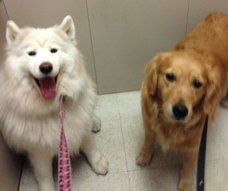 Самоед золотистый