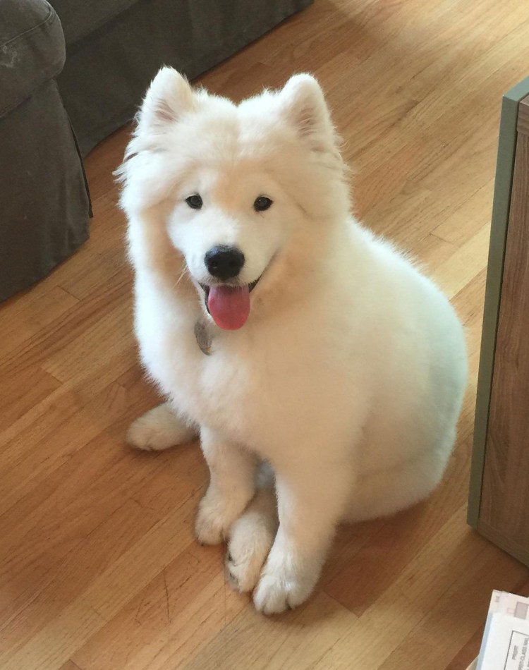 Чау чау и самоед