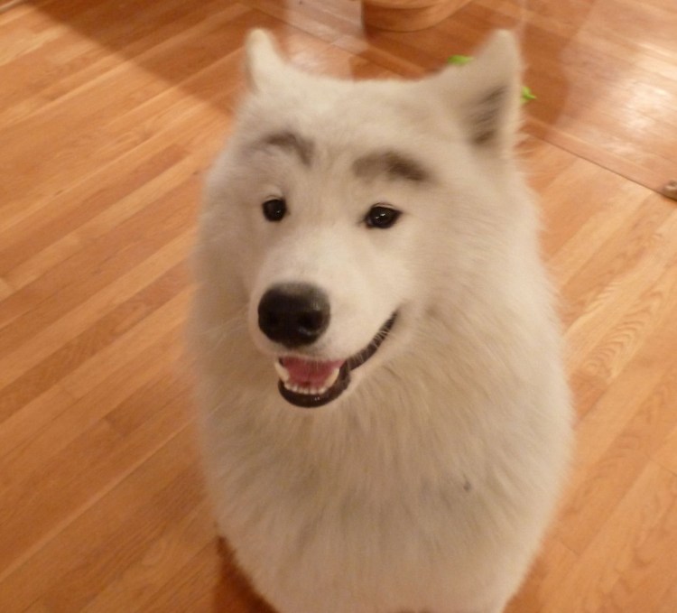 Метис хаски и самоеда