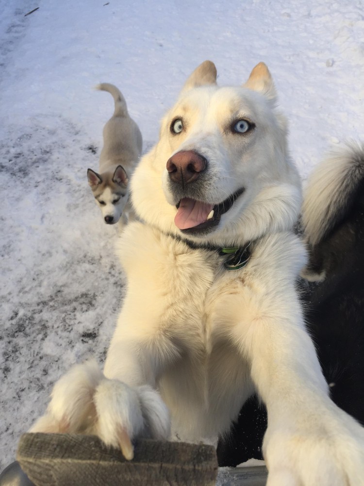 Метис ретривера и хаски