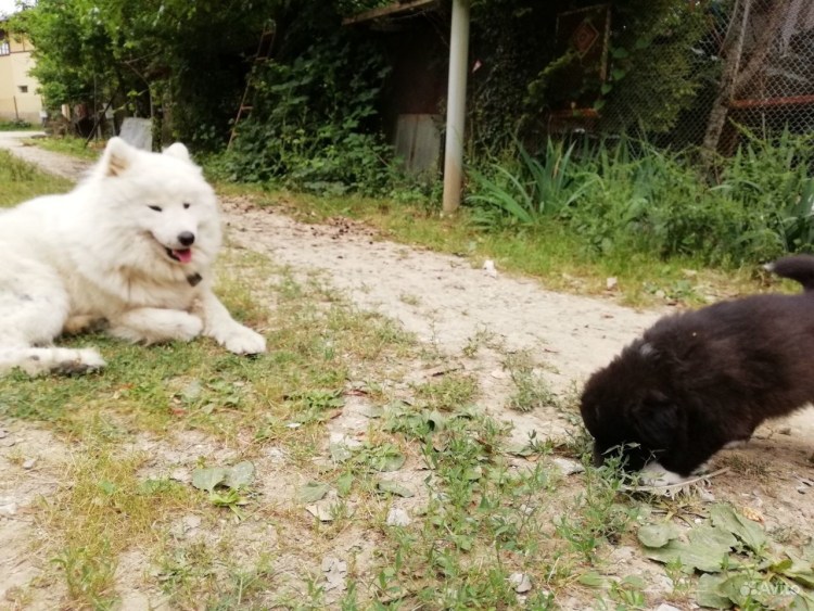 Метис самоедской лайки