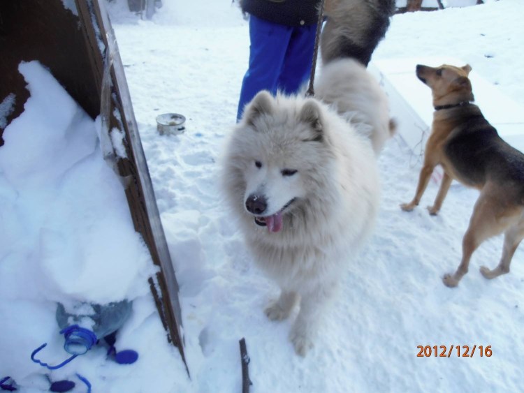 Щенки метисы мама Самоедская лайка папа Сибирская лайка