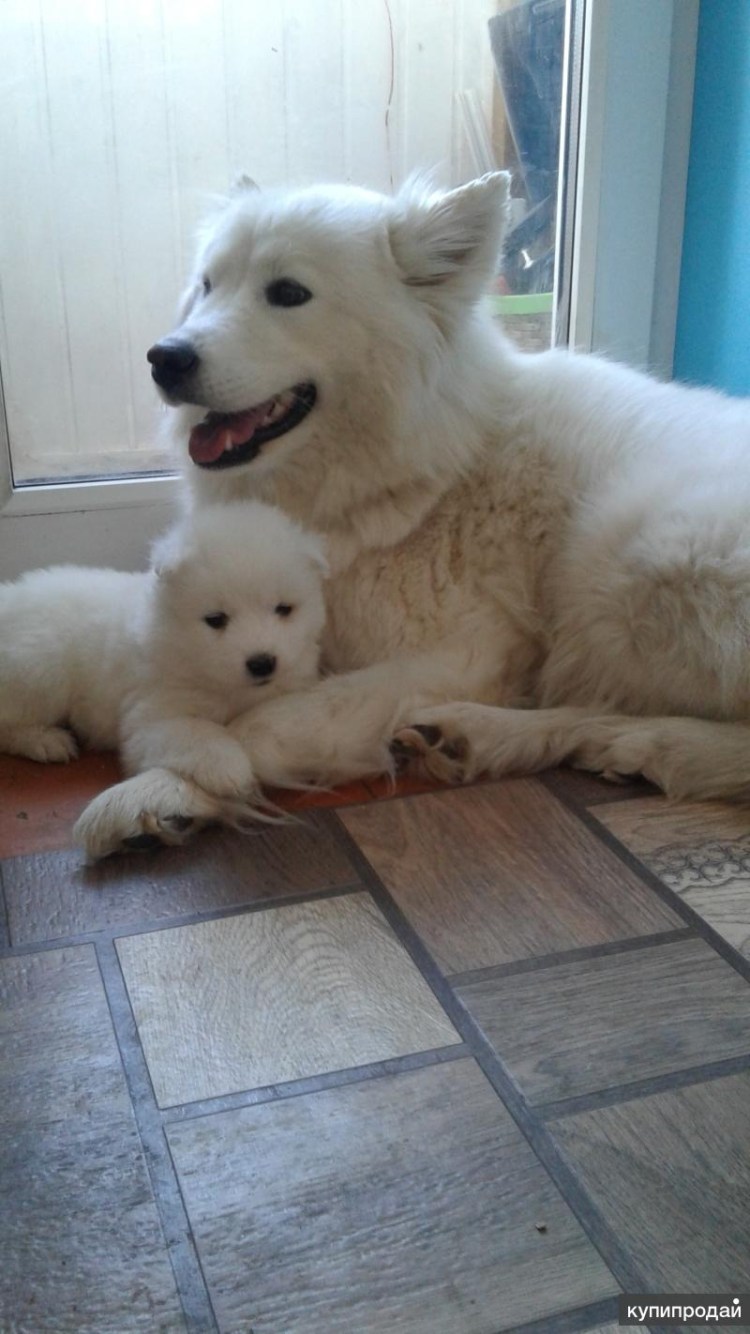 Метис самоеда и лабрадора