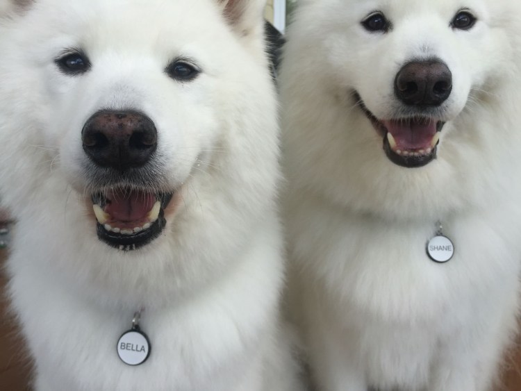 Смесь самоеда и хаски