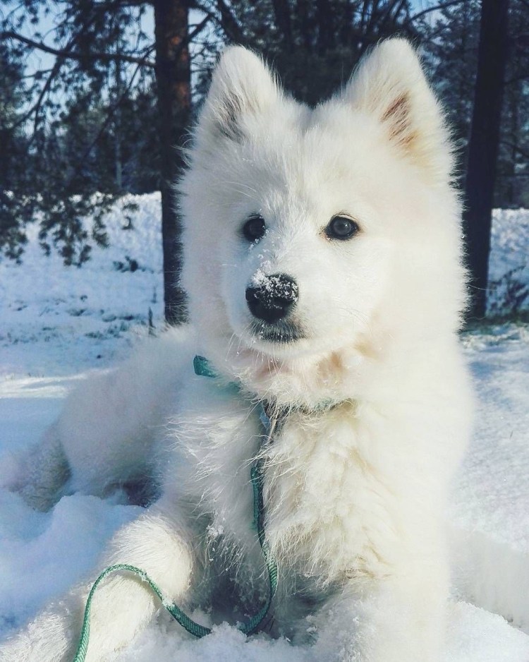 Лайка самоед