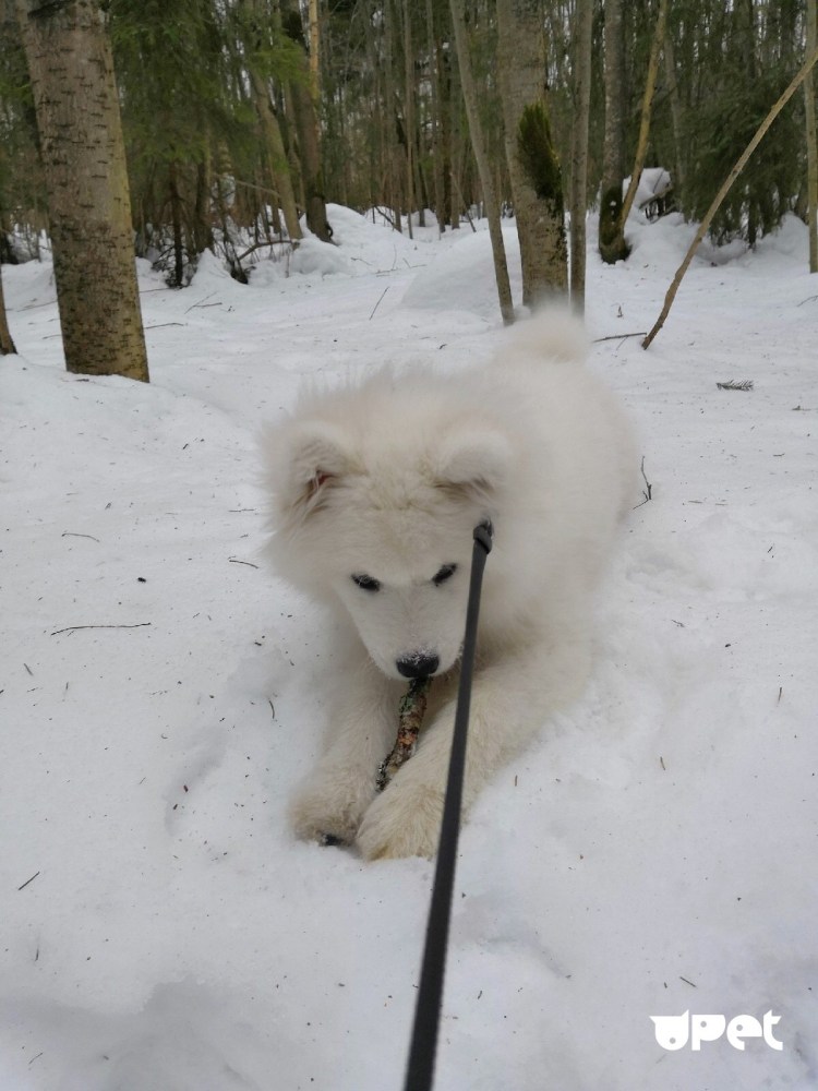 Метис самоеда и лабрадора