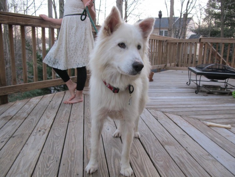 Метис хаски и самоеда