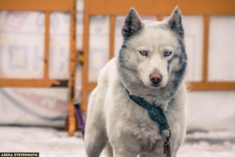 Самоед овчарка и хаски