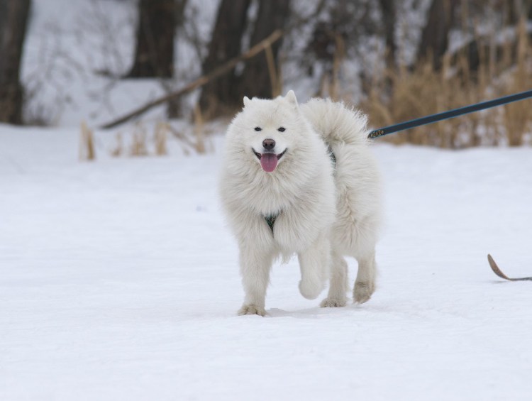 Самоед ездовая собака