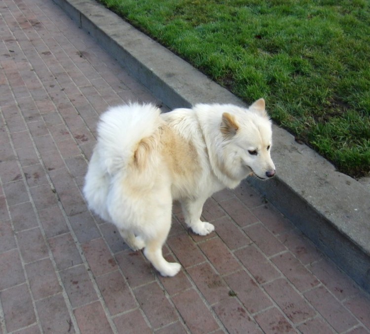 Метис самоеда и лабрадора