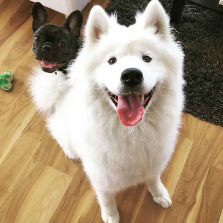 Хаски самоед