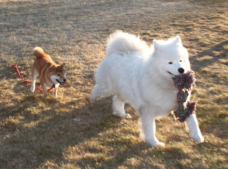 Метис самоеда и немецкой овчарки