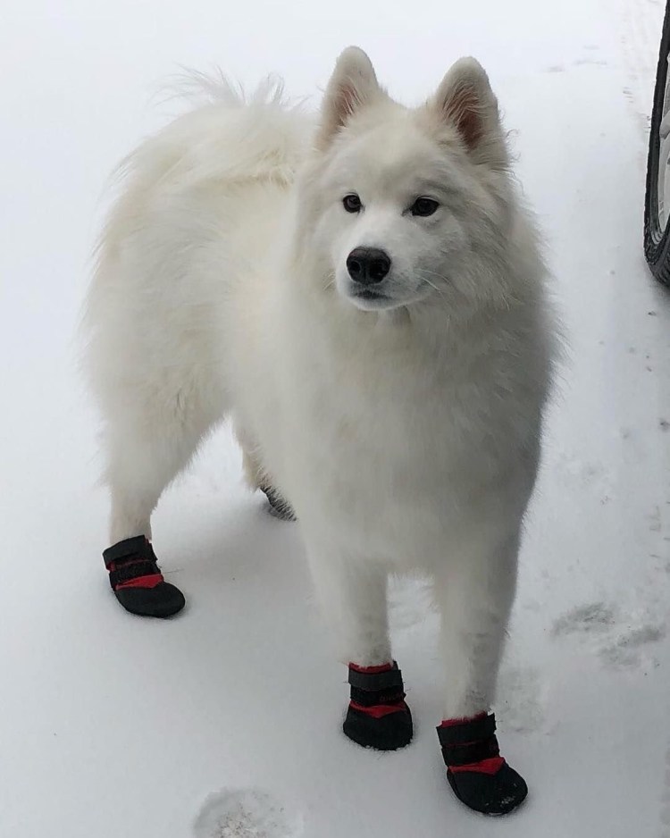 Маламут и самоед