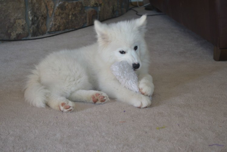 Корги и самоед