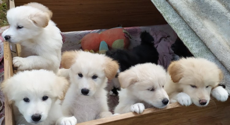 Щенки от самоеда метисы белые щенки с мамойфото пр всей России