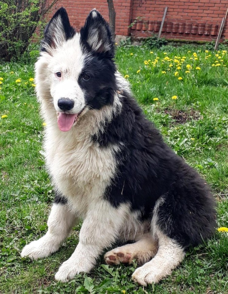 Якутская лайка