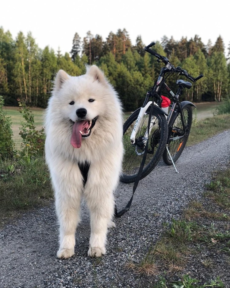 Метис хаски и самоеда