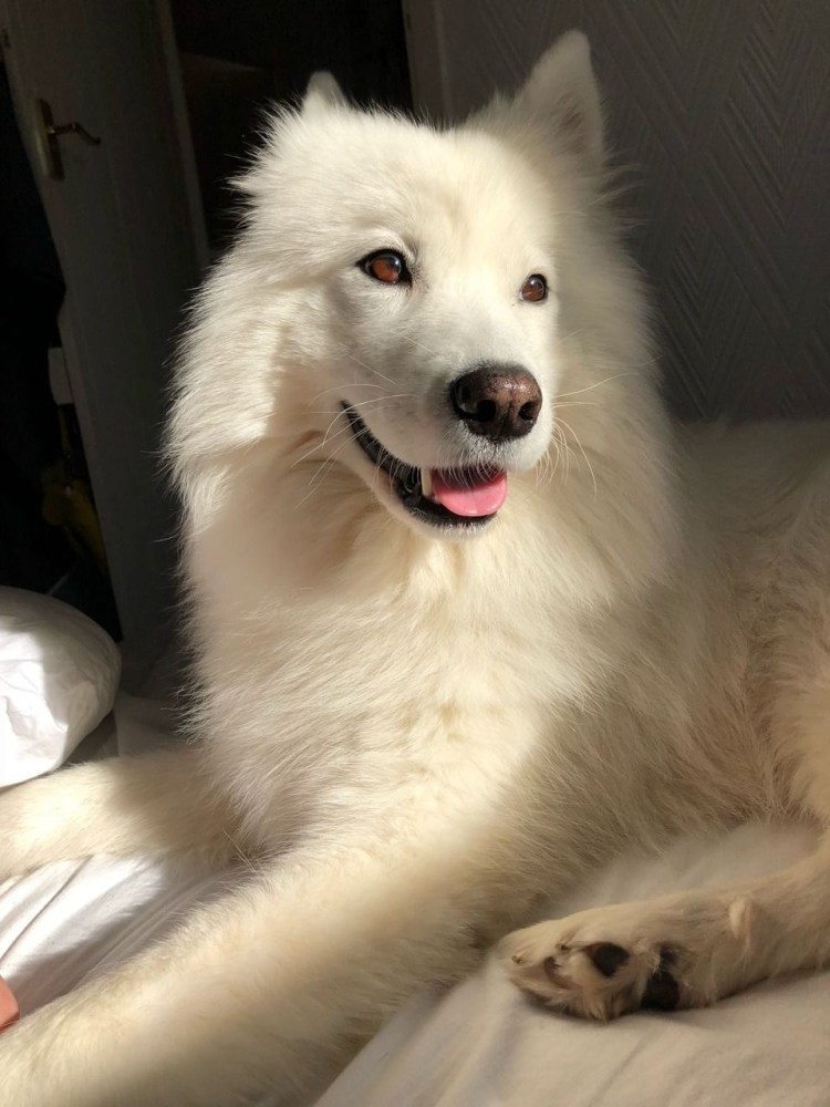 Самоедская собака