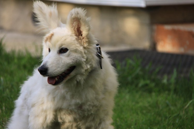 Метис самоеда и овчарки