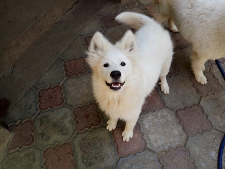 Помесь хаски и самоеда