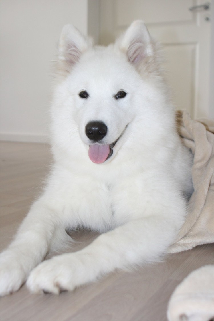 Метис самоедской лайки