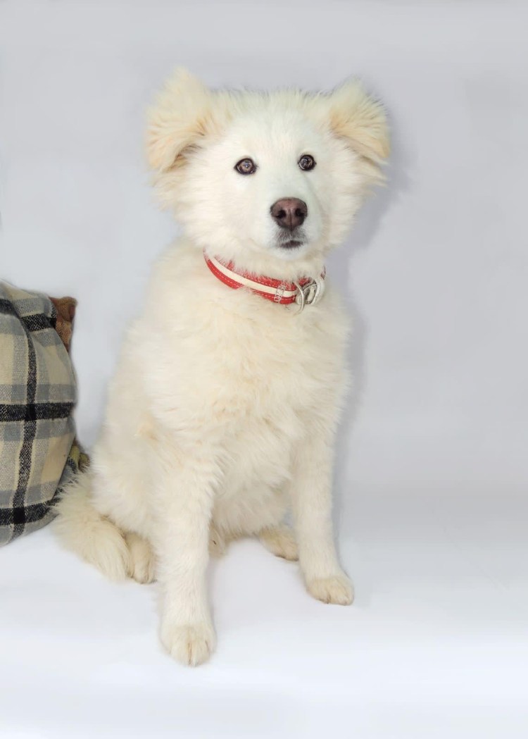 Корги и самоед