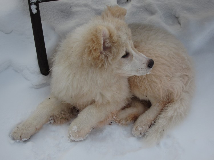 Метис самоедской лайки