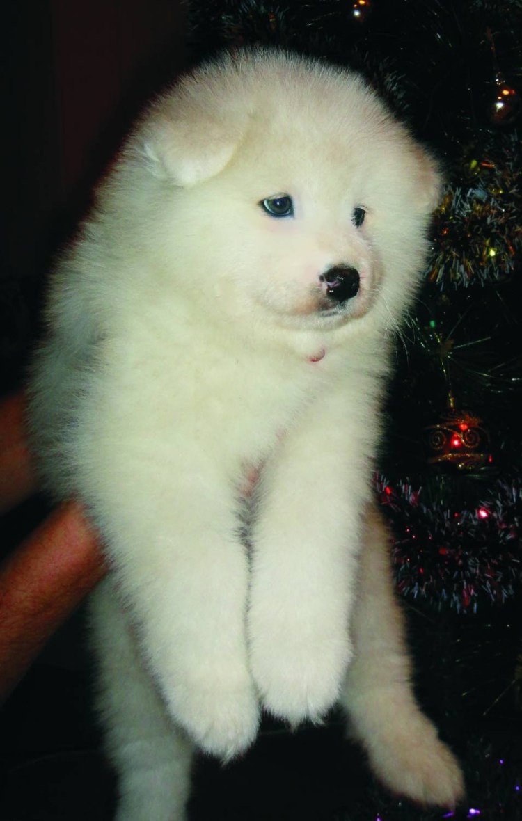 Метис самоеда и лабрадора