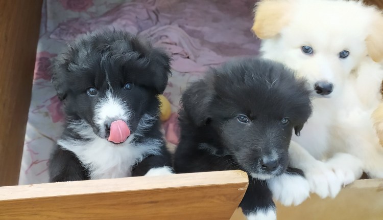 Самоедская лайка помесь щенки