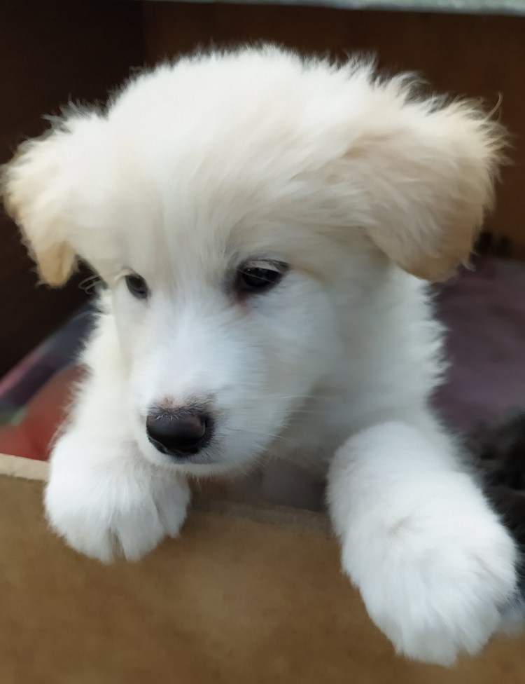 Метис самоеда и лайки