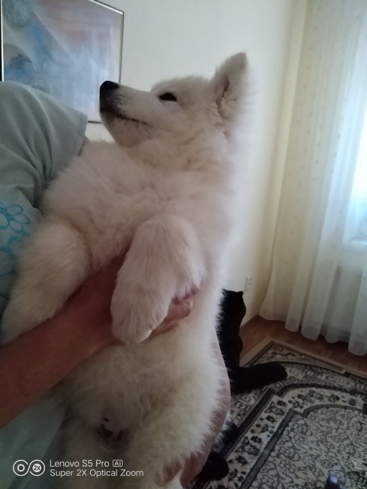 Самоед щенок