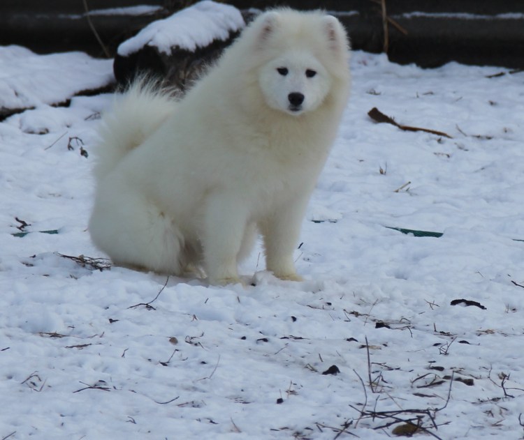 Собака метис самоеда
