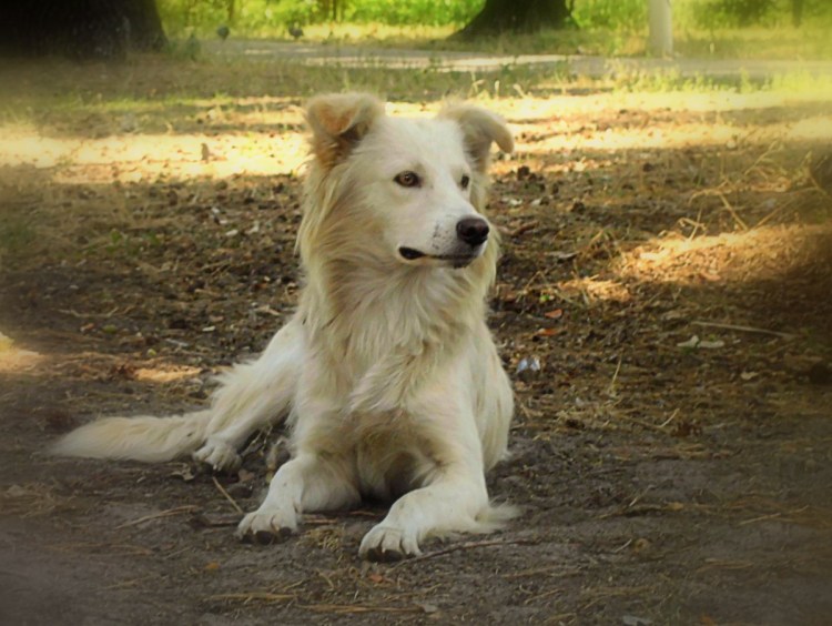 Метис золотистого ретривера и бордер колли