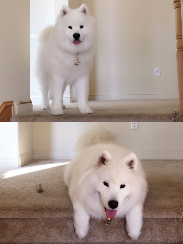 Хаски самоед