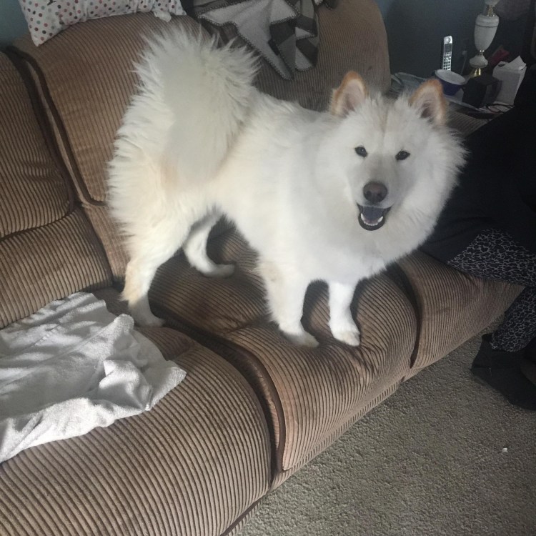 Смесь самоеда и хаски