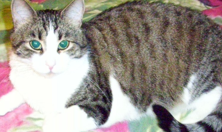 Оцикет мраморный