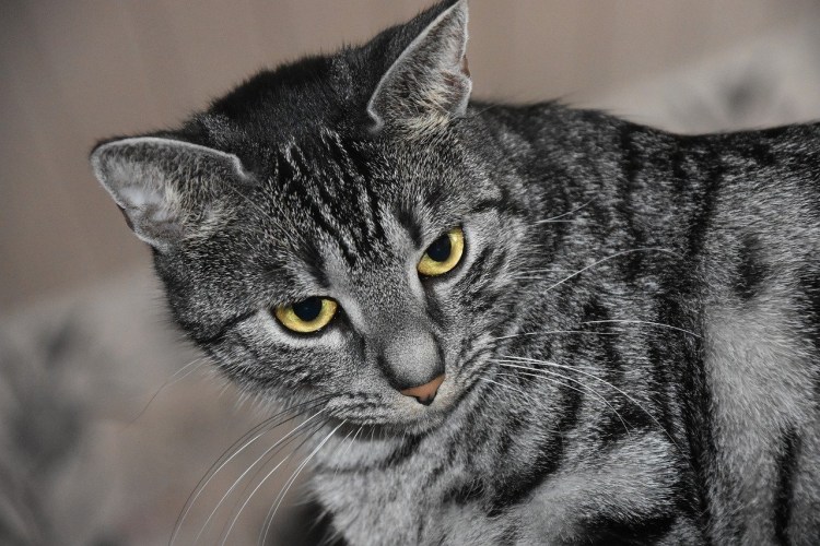 Белая кошка с серыми полосками