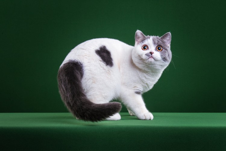 Египетская МАУ табби