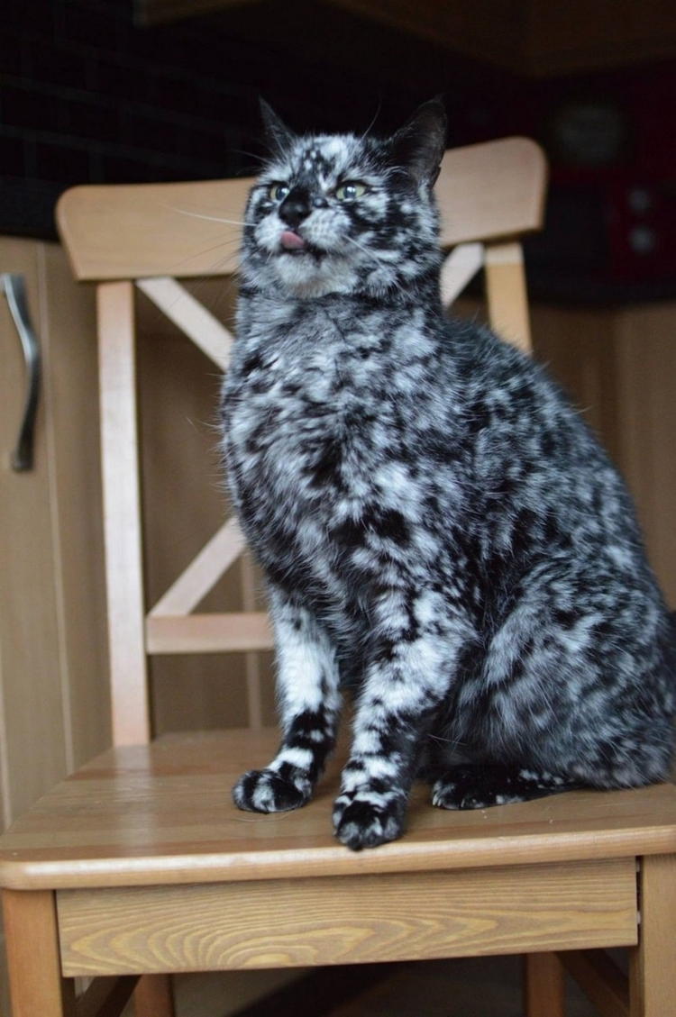 Белая кошка с черными пятнами