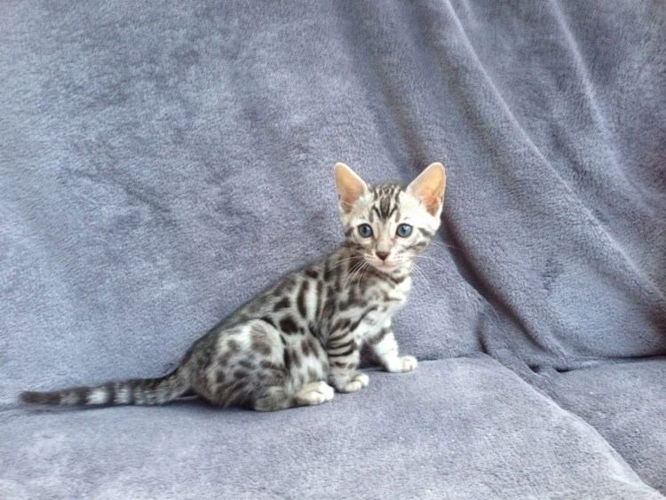 Британская короткошёрстная кошка черная