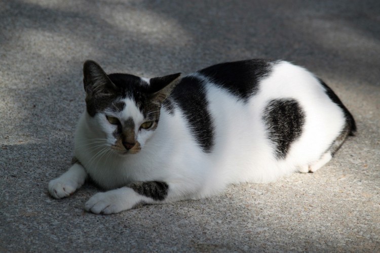 Саванна Ашера бенгал кошка