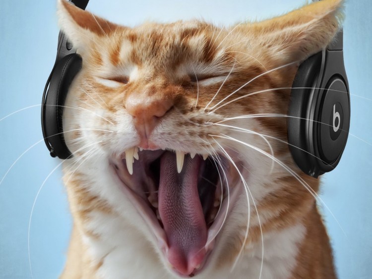 Животные с наушниками