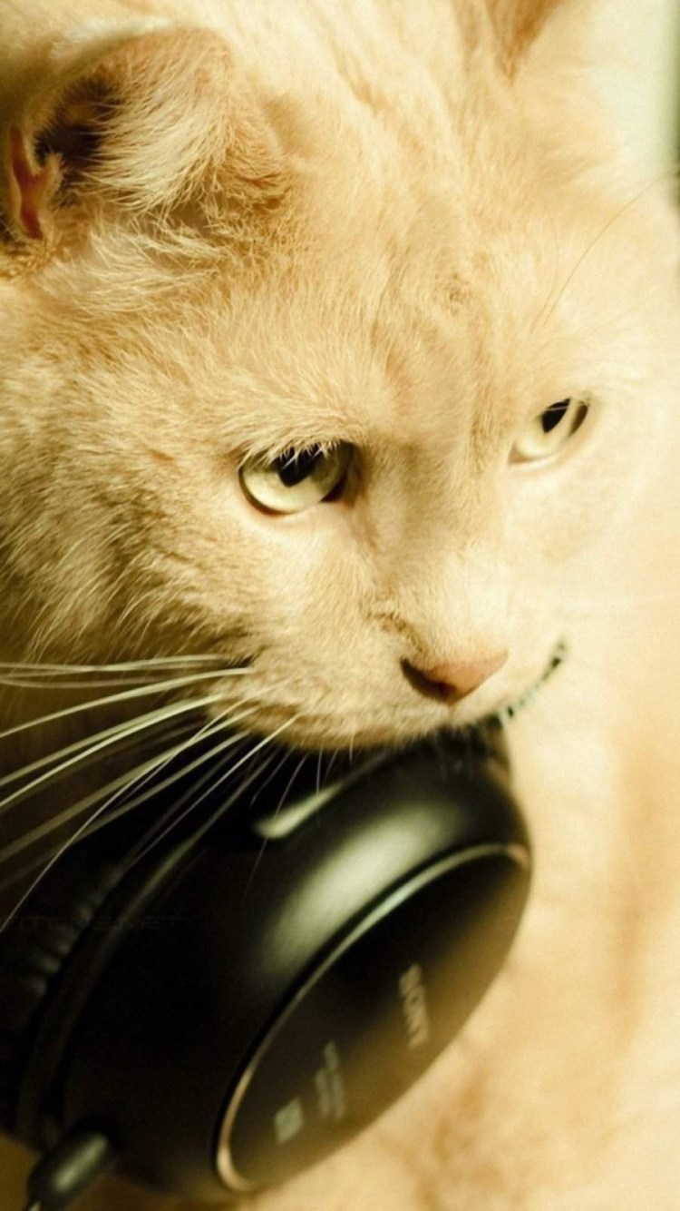 Рыжий кот с наушниками